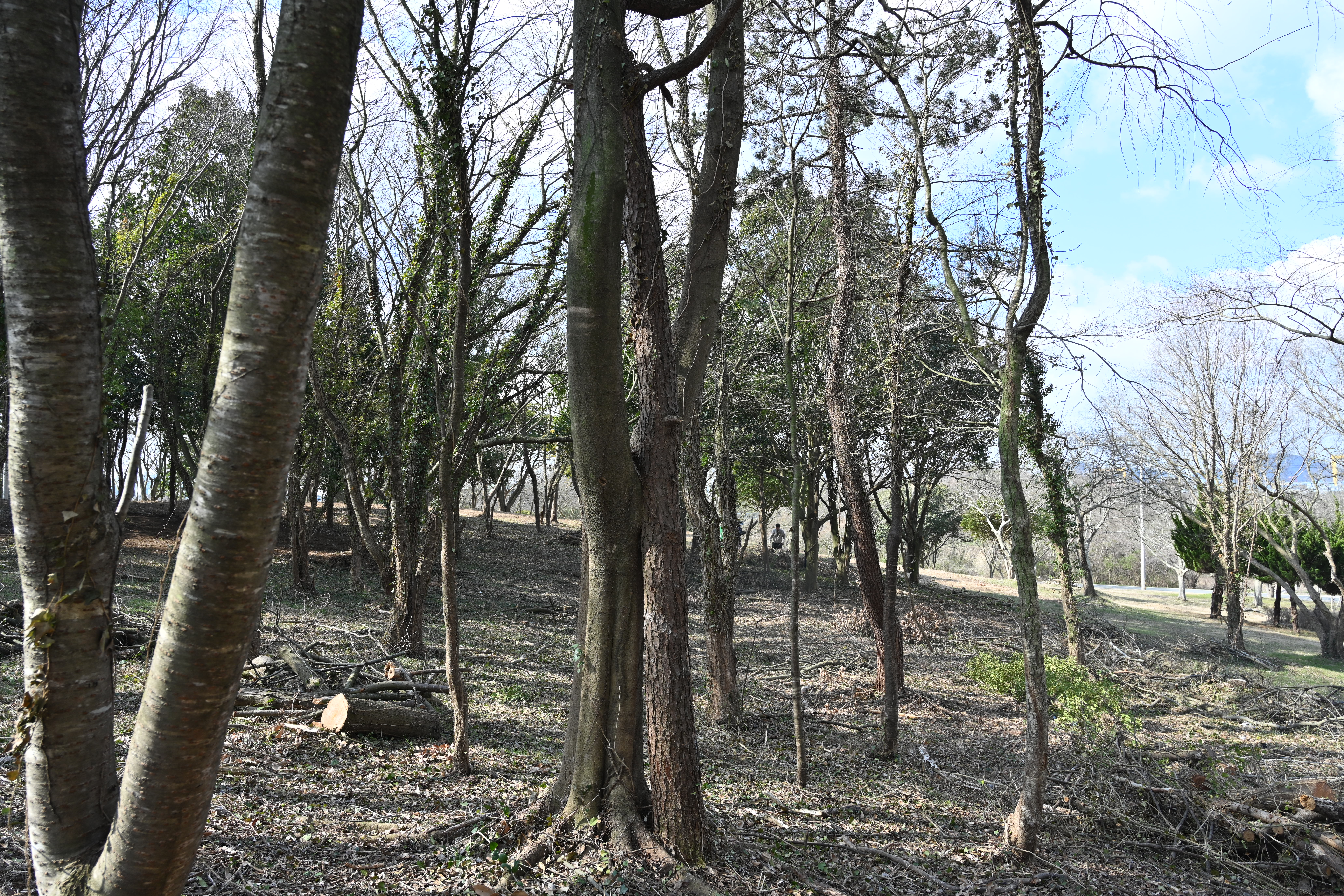 농업박물관 마실길에 사랑나무로 알려진  연리목(連理木) 발견 첨부 이미지