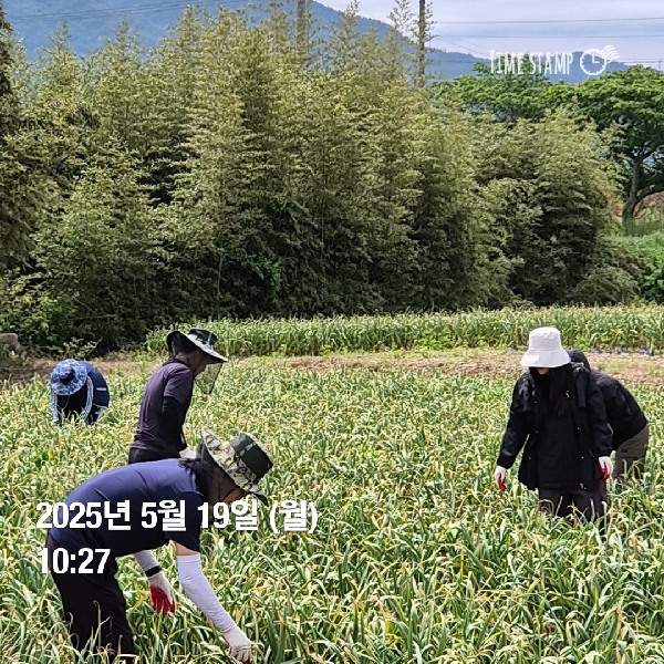 농촌 일손돕기 참여 대표이미지