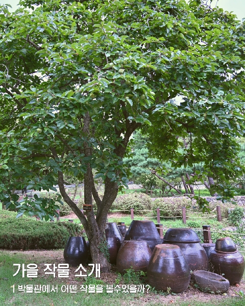 전라남도농업박물관 가을 작물 소개 대표이미지