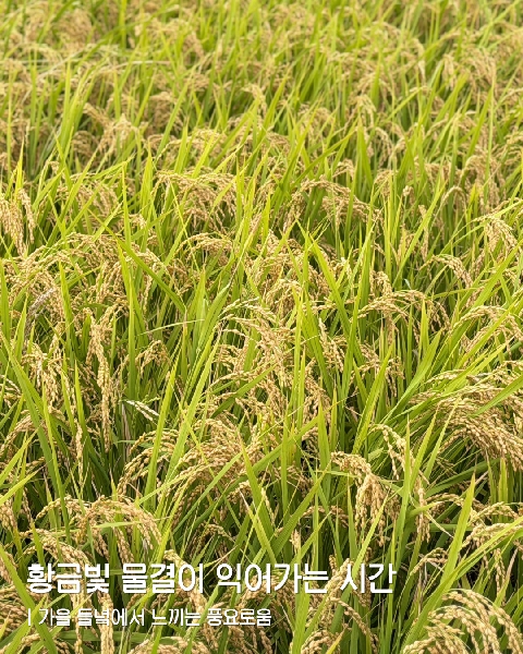 가을 들녘에 펼쳐진 황금빛 풍경 대표이미지