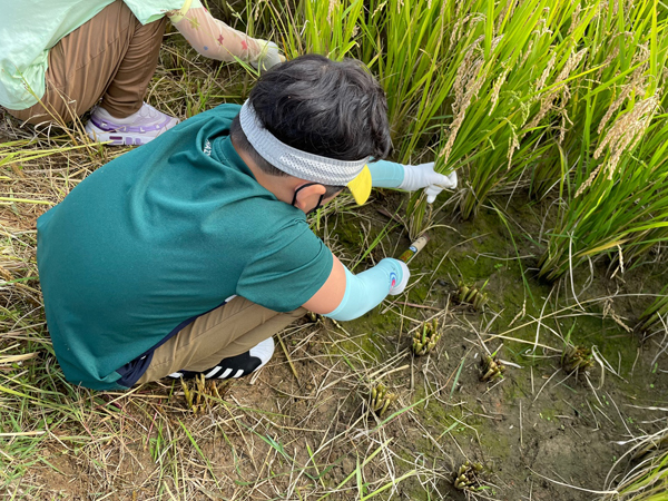 가을들녘 수확 체험 첨부 이미지