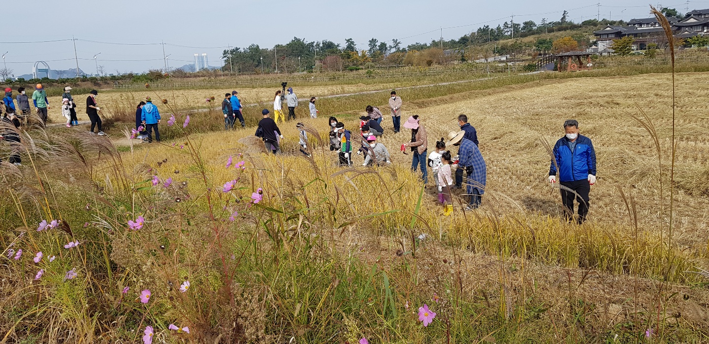 가을들녘 수확 체험 첨부 이미지