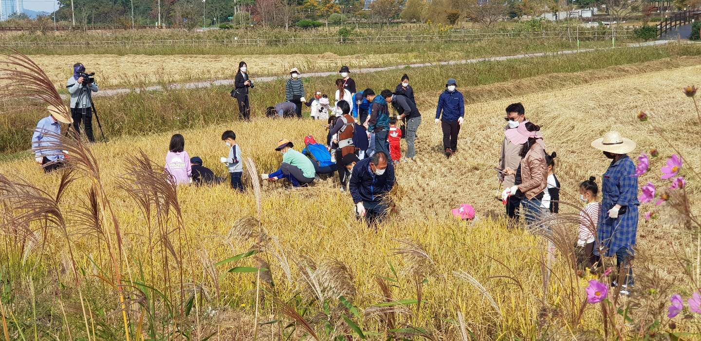 가을들녘 수확 체험 첨부 이미지