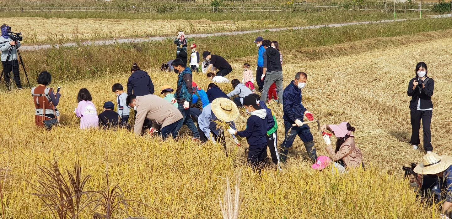 가을들녘 수확 체험 첨부 이미지