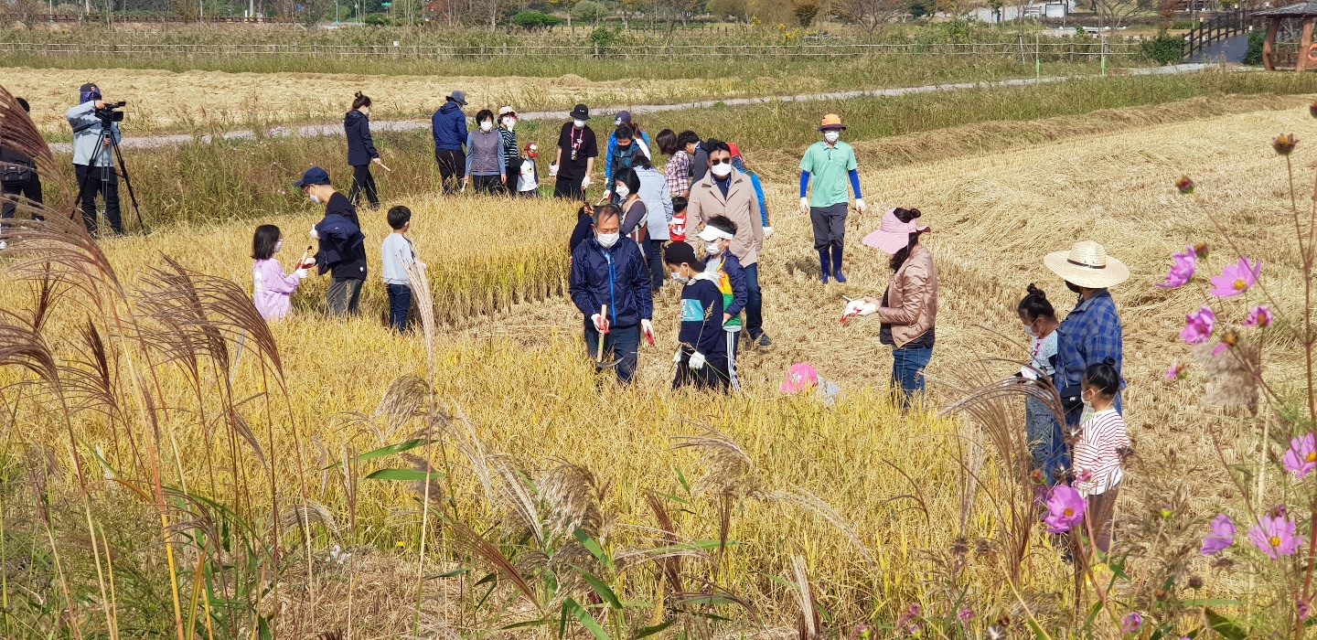 가을들녘 수확 체험 첨부 이미지