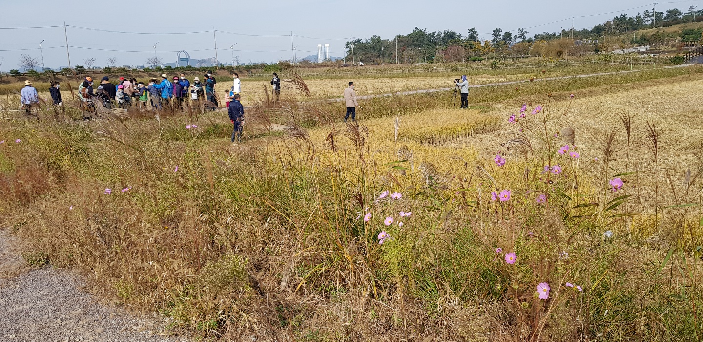 가을들녘 수확 체험 첨부 이미지