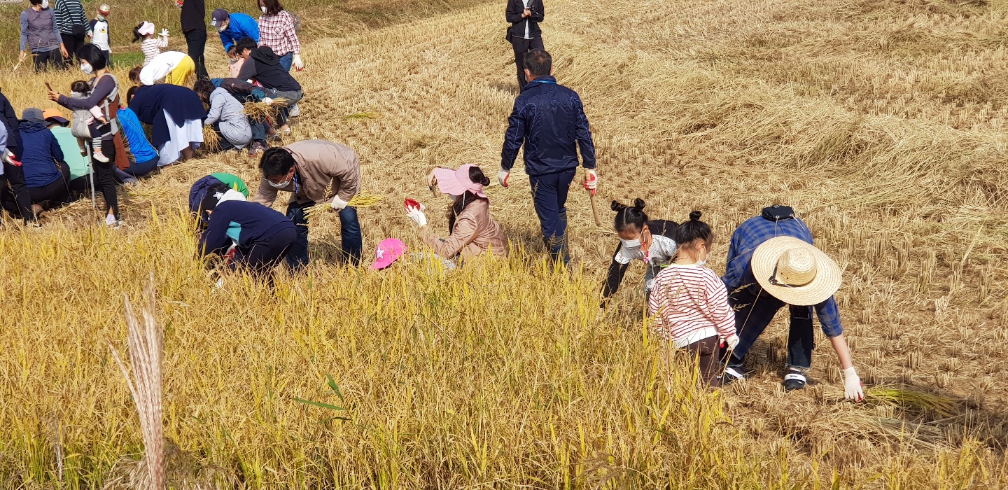 가을들녘 수확 체험 첨부 이미지