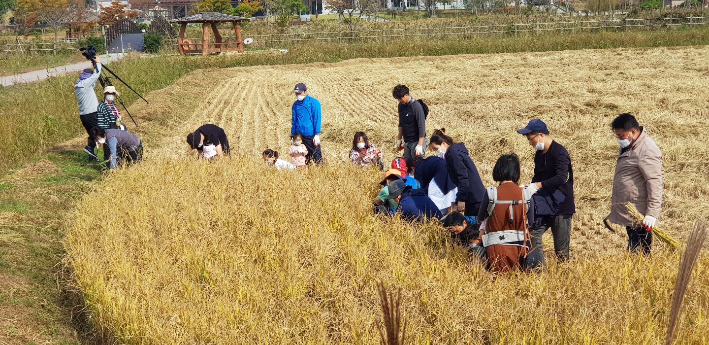 가을들녘 수확 체험 첨부 이미지