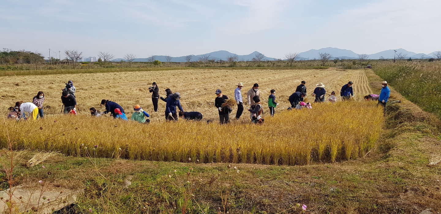 가을들녘 수확 체험 첨부 이미지