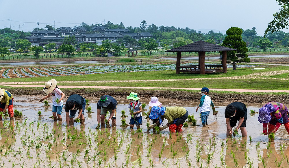 벼한살이 체험장(2)